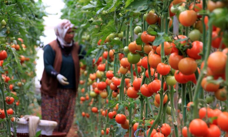 واردات گوجه فرنگی به کردستان ممنوع می‌شود