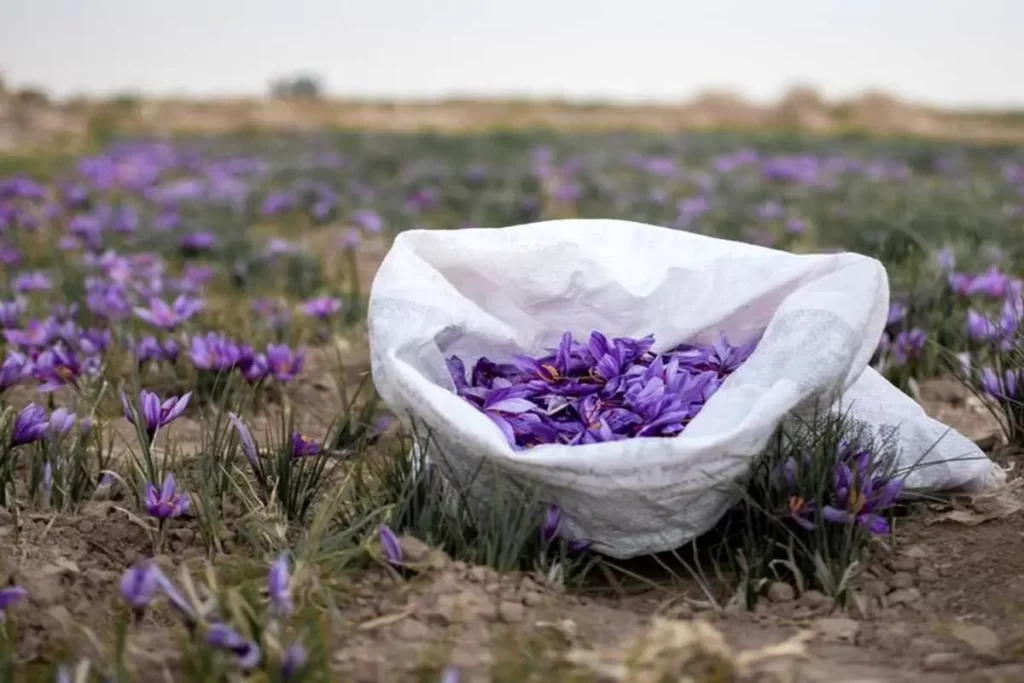 قاچاق سالانه ۱۲۰ تن زعفران به خارج از کشور
