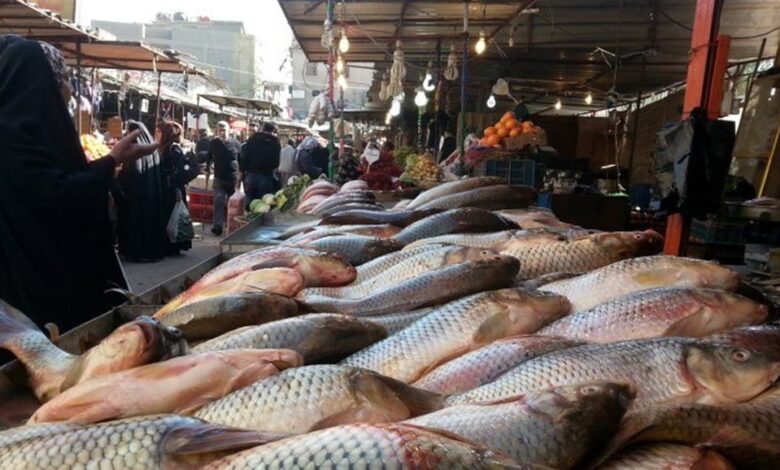 میدل ایست نیوز: مدیرکل اداره دام در امور ماهی وزارت کشاورزی عراق گفت که مجموع تولید ماهی در سال گذشته به 56 هزار تن رسیده و استان بابل بیشترین حجم تولید ماهی کشور را به خود اختصاص داده است. به گزارش «السومریه» داده های بین المللی نشان می دهد که میانگین مصرف ماهی برای هر فرد عراقی در سال تنها 3 کیلوگرم برآورد شده است. میانگین مصرف ماهی در عراق، این کشور را در میان بیش از 190 کشور مصرف کننده ماهی در جایگاه 164 و در میان کشورهای عربی در جایگاه آخر قرار داده است. به توجه به جدول توزیع مصرف ماهی یمن، سوریه و سودان تنها کشورهای عربی هستند که سرانه مصرف ماهی یک شهروند آن ها از میزان مصرف یک شهروند عراقی کم تر بوده است. به این ترتیب، عراق برای تامین نیازهای خود سالانه به حدود 130 هزار تن ماهی نیاز دارد. این در حالی است که این کشور در سال گذشته تنها 56 هزار تن ماهی تولید کرده است. بر این اساس عراق با کسری 57 درصدی ماهی رو به رو است و در این بخش نیازمند واردات است.