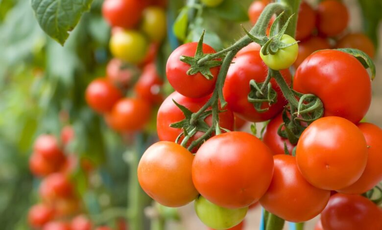 ایران و ترکیه در میان بزرگترین تولیدکنندگان و صادرکنندگان گوجه فرنگی
