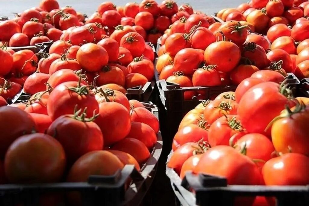رفع ممنوعیت واردات گوجه فرنگی به اقلیم کردستان
